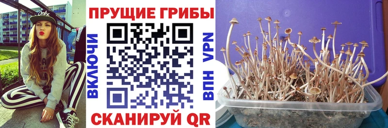 Псилоцибиновые грибы GOLDEN TEACHER Купить закладки Рузаевка